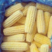 кукуркудза в качанах  