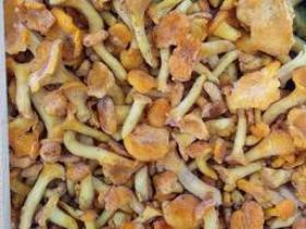 Гриб лисичка